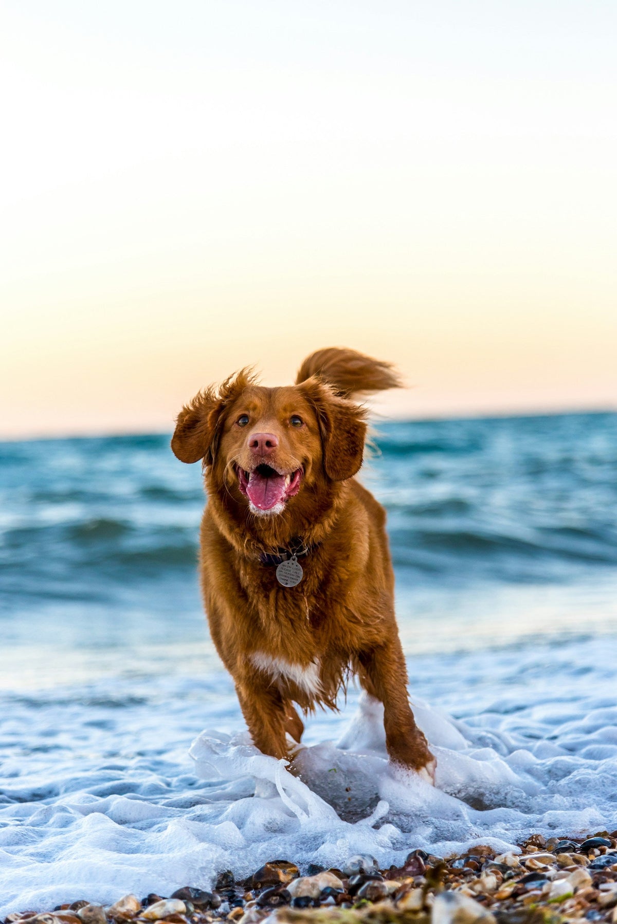 Collars, Harnesses & Leashes