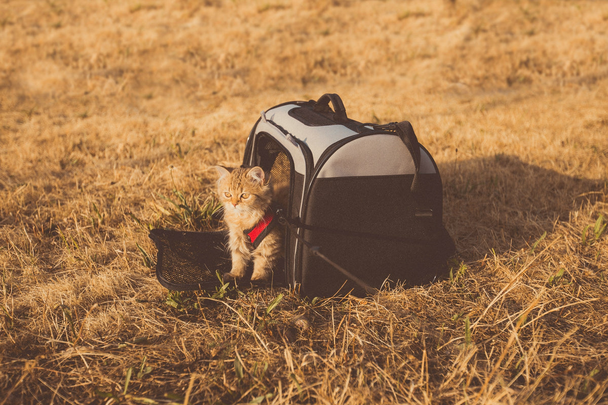Pet Travel Supplies