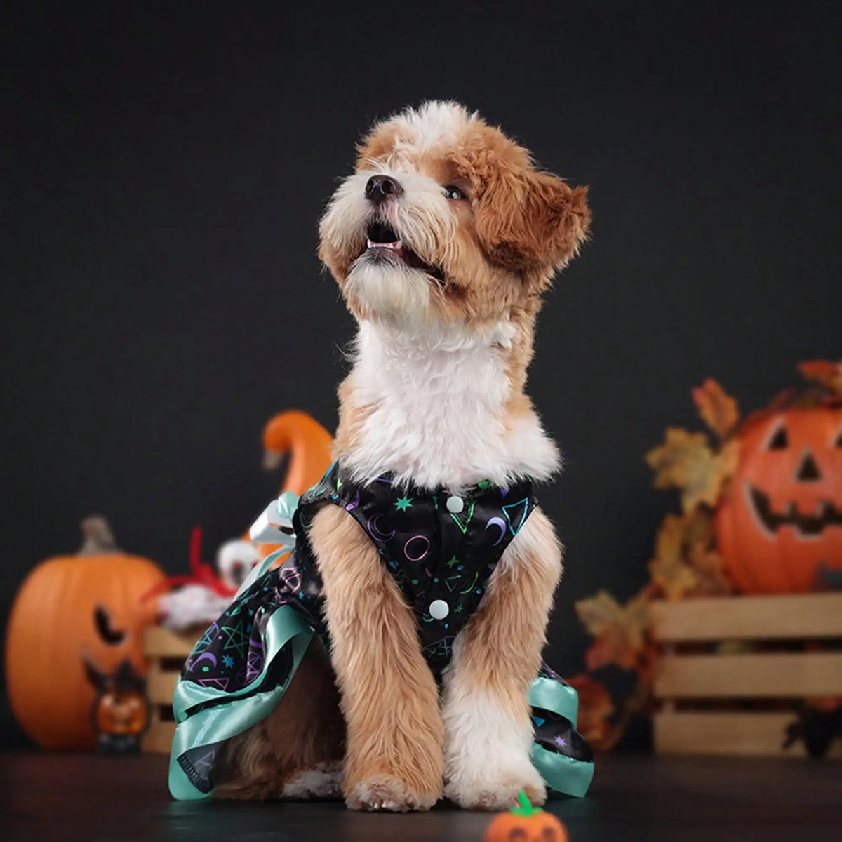 Funny Pumpkin And Skull Print Bowknot Dog Halloween Dress