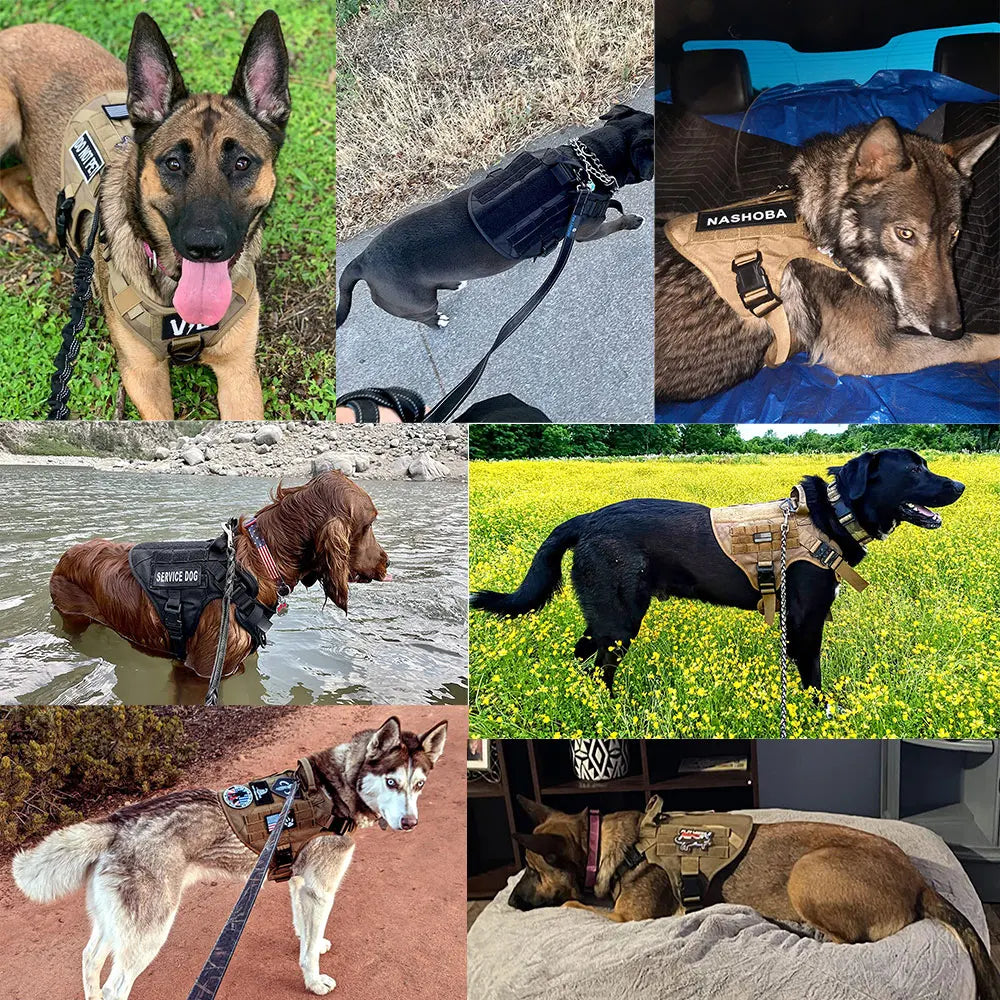 PETRAVEL Padded Nylon Dog Harness And Leash Set Quick Release