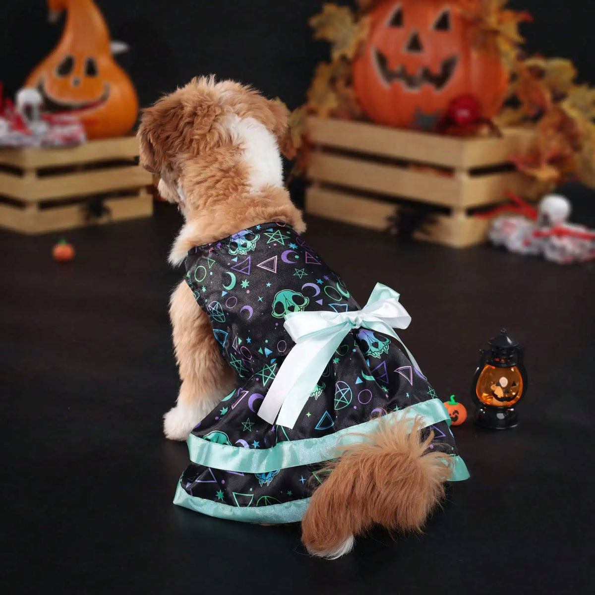 Funny Pumpkin And Skull Print Bowknot Dog Halloween Dress